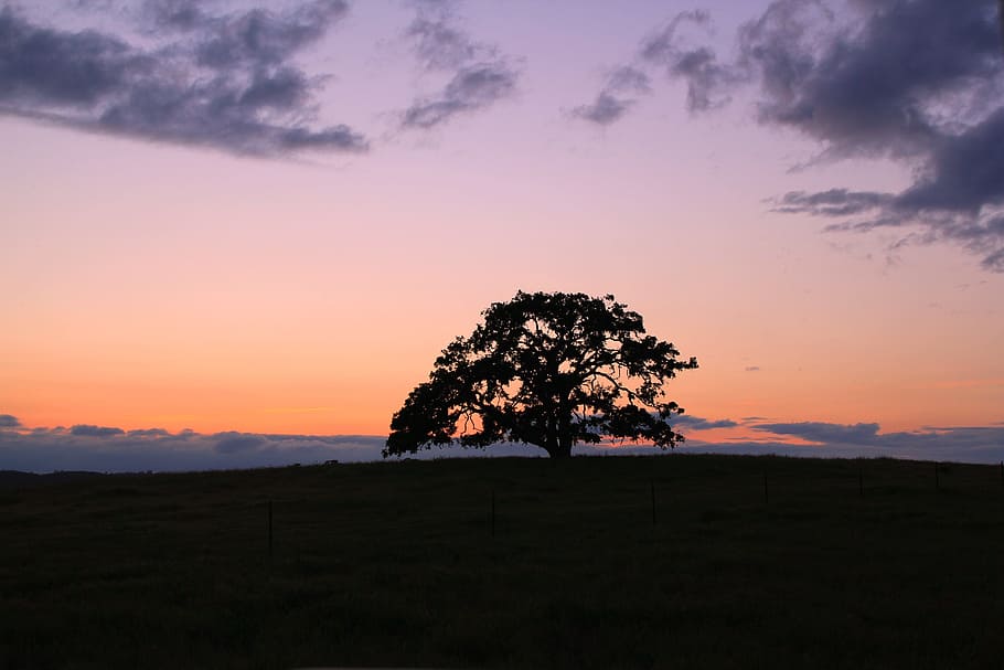 tree, oak, sunset, oak tree, summer, landscape, sky, spring HD wallpaper