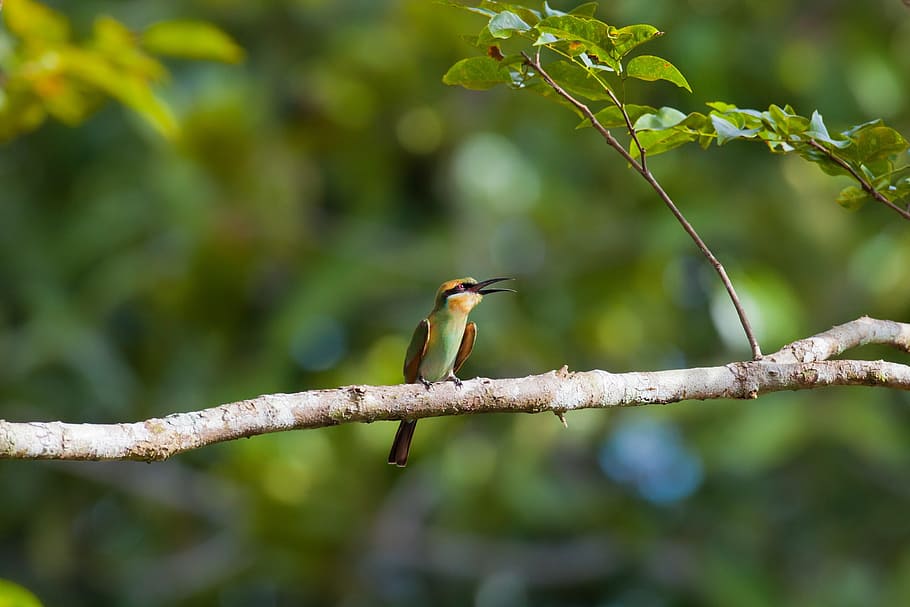 selective focus photography of bird perching on tree branch, Bee, HD wallpaper
