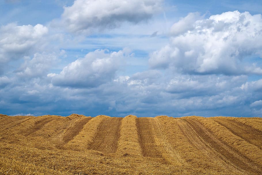 beige field, landscape, summer, fields, nature, agriculture HD wallpaper