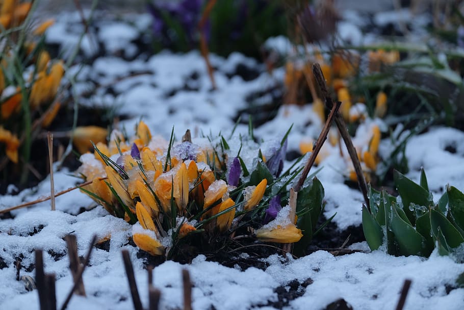 winter, snow, crocus, cold temperature, nature, plant, beauty in nature HD wallpaper