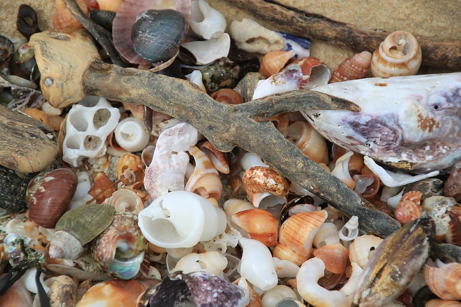 mussels, shell, snail shell, close, sea, africa, maritime, coast HD wallpaper