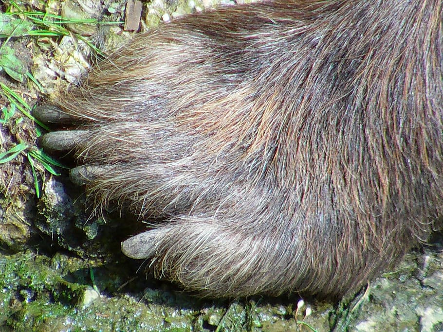 bärentaze, brown bear, foot, paw, steal, one animal, animal themes