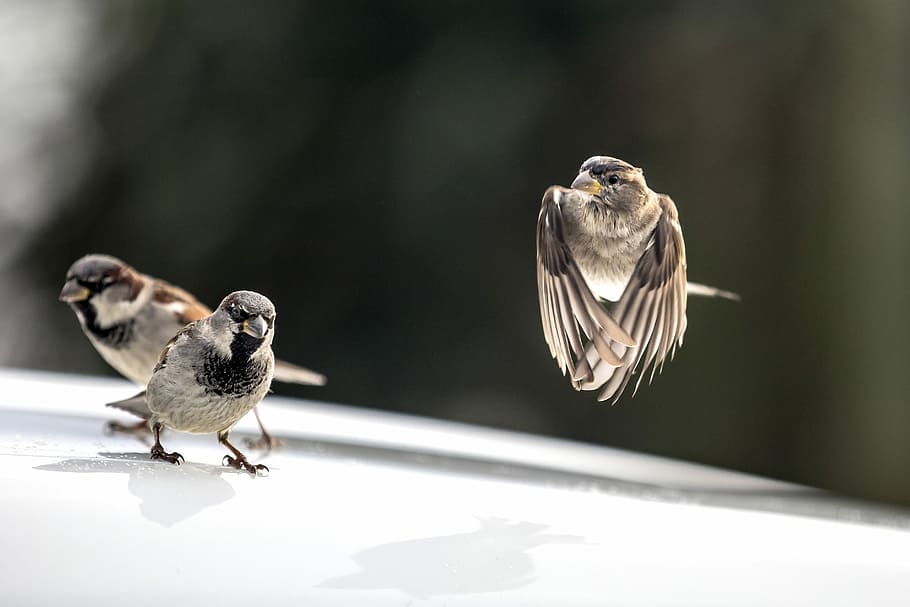 hummingbirds shallow focus photography, selective focus photography of three brown-gray-and-black birds HD wallpaper
