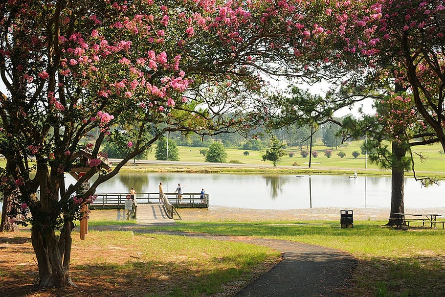 pink petaled tree near river, scenic, crape, flowers, trees HD wallpaper