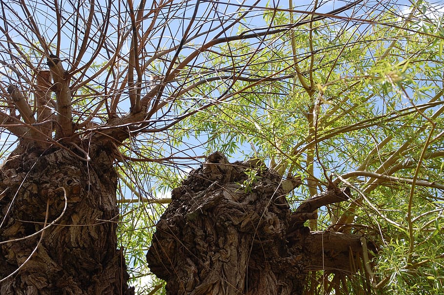 willow, branches, tree, trunk, life, plant, low angle view HD wallpaper