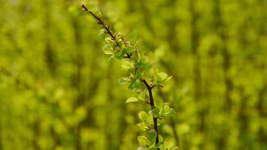 Spring, Sunshine, Messengers, the spring messengers, green color HD wallpaper