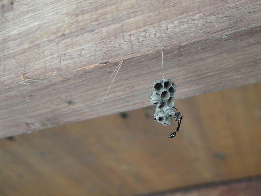 insect, nature, world, wood - material, close-up, animal themes HD wallpaper