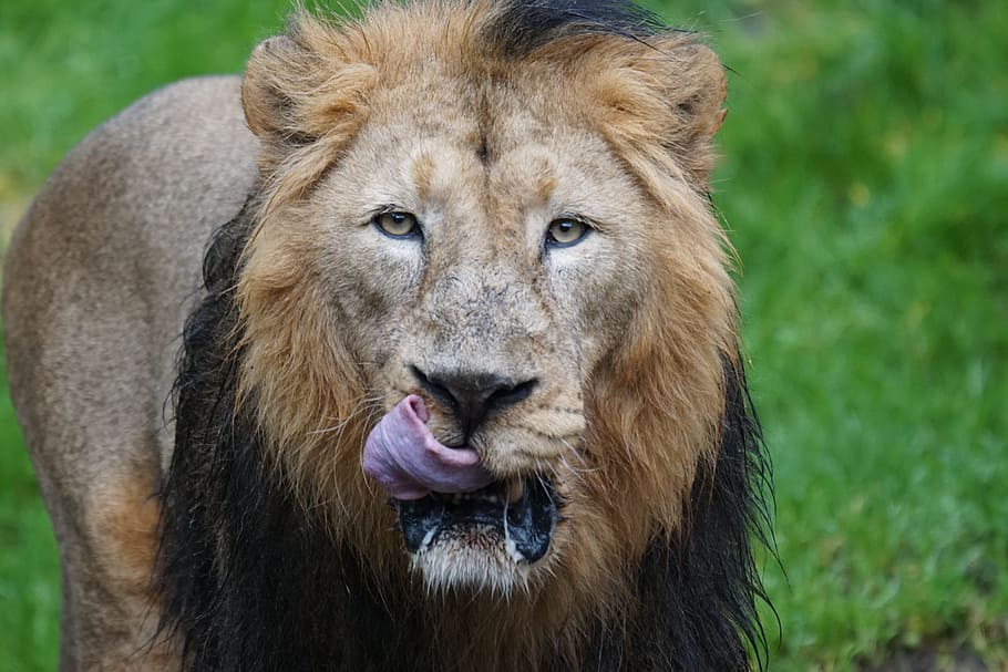 closeup view of brown lion on green grass, indian lion, male