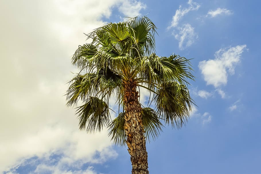 wind, sky, clouds, nature, exotic, tree, palm Tree, summer HD wallpaper