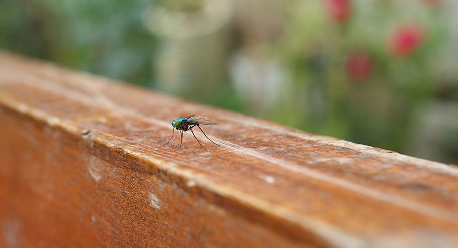 nature, insects, fly, bichito, invertebrate, animals in the wild HD wallpaper