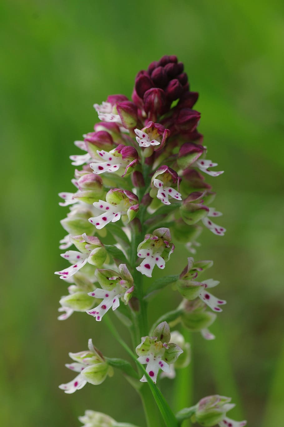 blossom, bloom, flower, macro, orchid, white, red, macro photography HD wallpaper