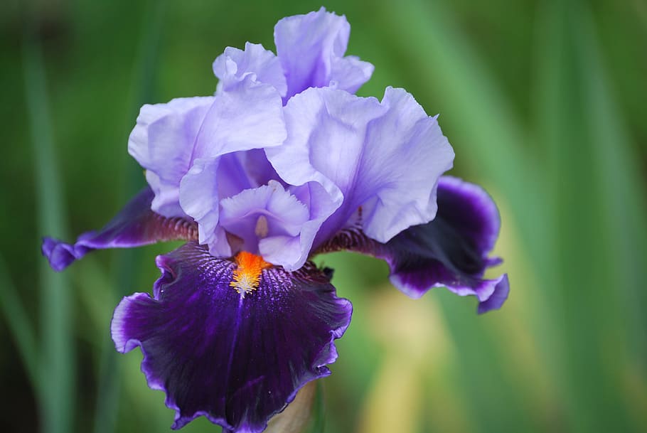 Blossom, Bloom, Macro, Flower, Close, spring, purple, petal HD wallpaper