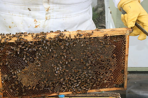 insect, bee, honey, honeycomb, beehive, beekeeper, honey Bee HD wallpaper