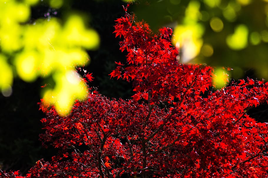 maple, maple leaves, autumn, sun, back light, red, yellow, green HD wallpaper