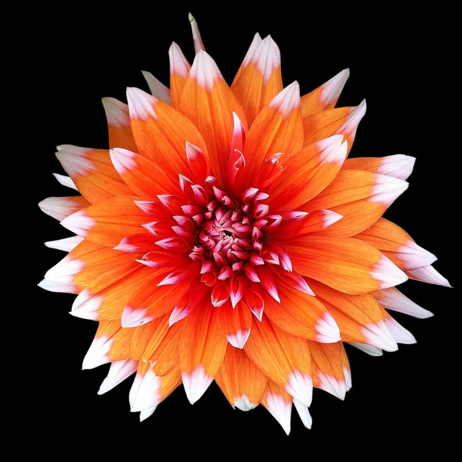 flower, orange, luisa, asteraceae, petal, garden, flowering plant HD wallpaper
