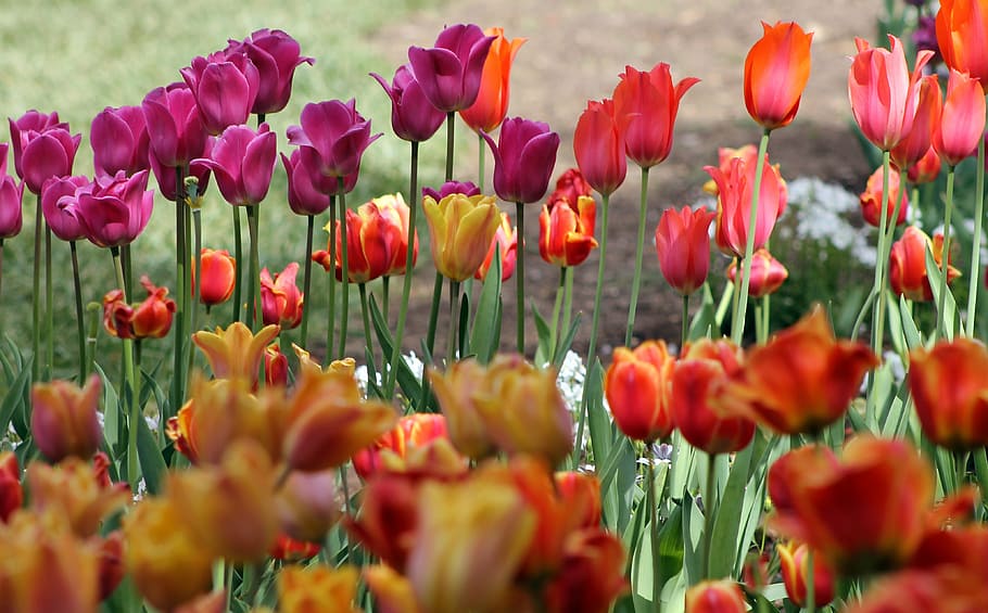 tulips, spring, floral, garden, blossom, fresh, red, purple HD wallpaper