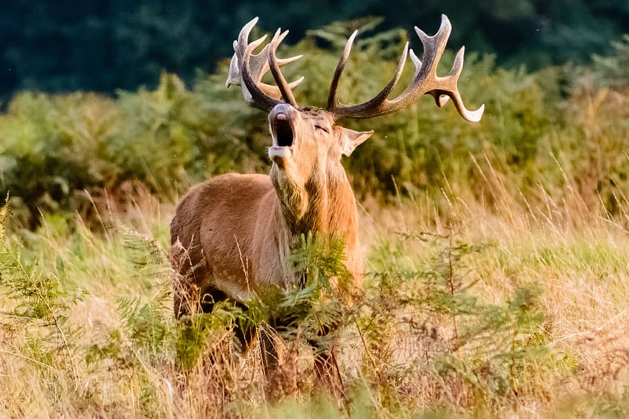 The Deer HD Animals 4k Wallpapers Images Backgrounds Photos and  Pictures