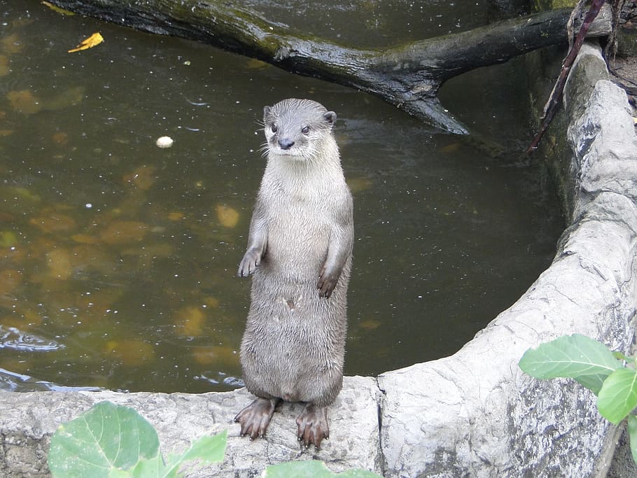 otter, animals, zoo, animal themes, animal wildlife, animals in the wild HD wallpaper