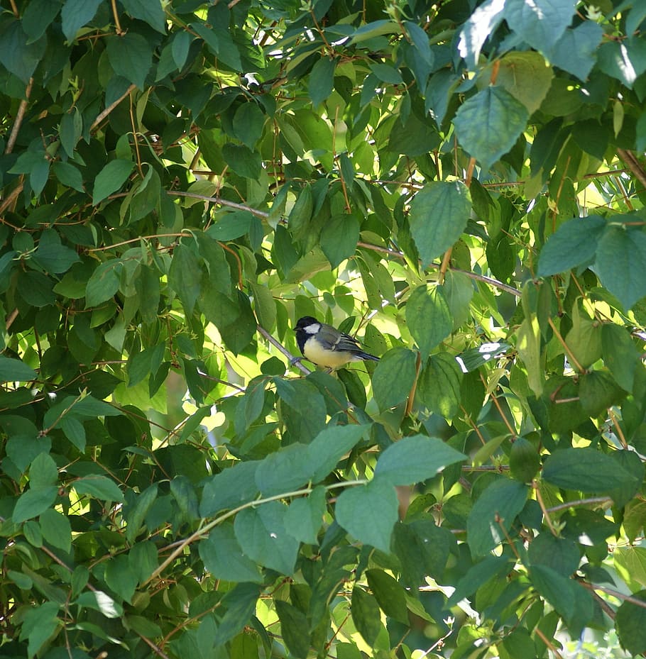 tit, bird, small bird, leaf, plant part, vertebrate, green color HD wallpaper