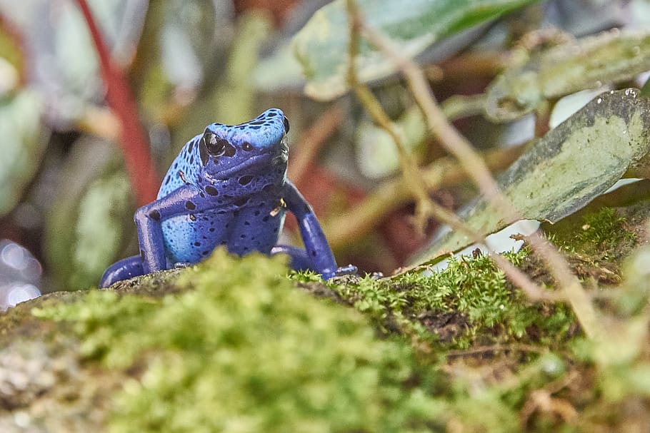 frog, blue, toxic, animal wildlife, animals in the wild, selective focus HD wallpaper