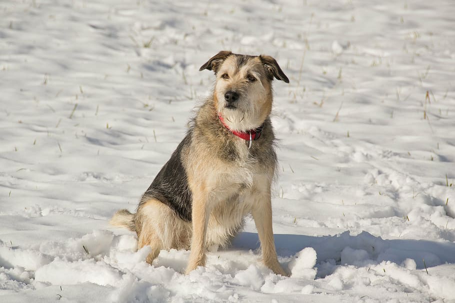 snow, dog, winter, white, animal, one animal, mammal, canine HD wallpaper