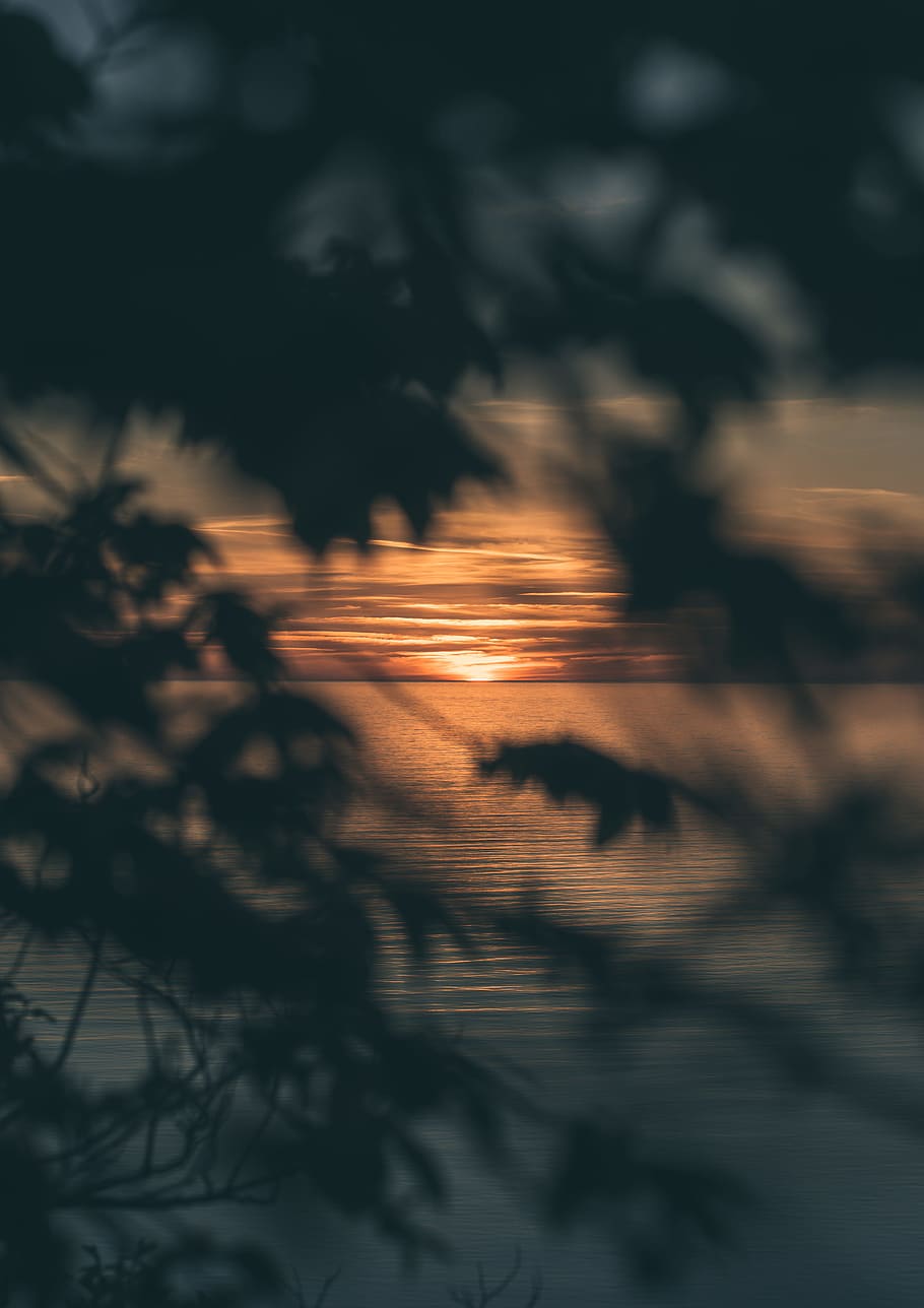 silhouette photography of tree during sunset, sea in sunset, dusk HD wallpaper