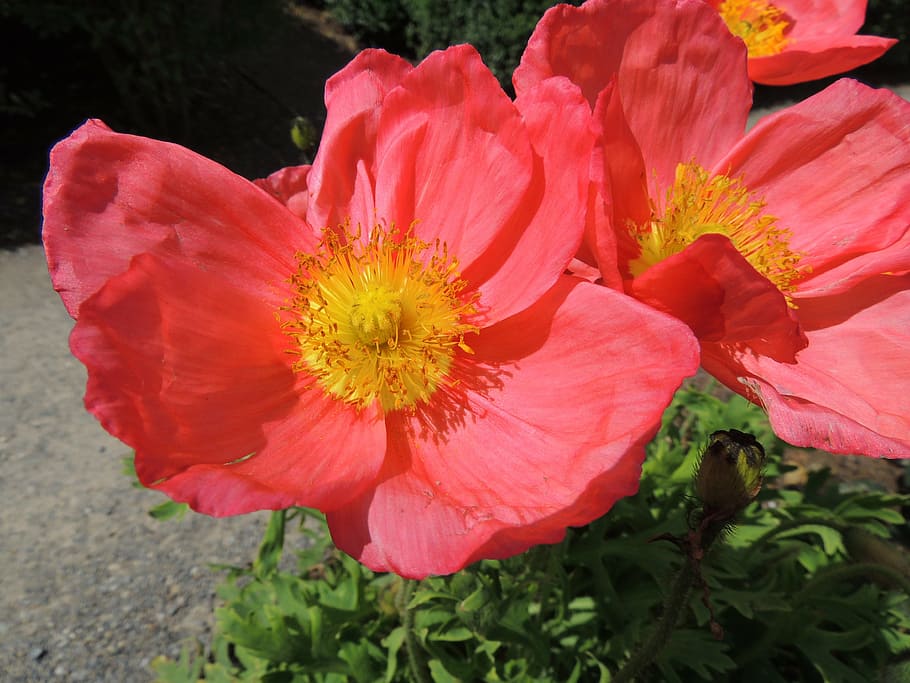 flower, red, hibiscus, flowering plant, petal, fragility, beauty in nature HD wallpaper