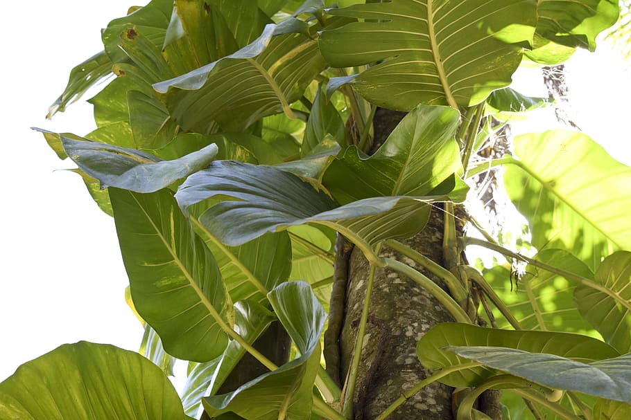vine, leaves, sunlight, plant, leaf, tree, nature, green, florida HD wallpaper