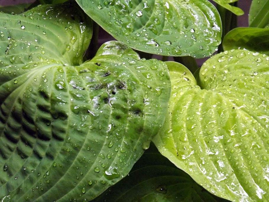 Leaves, Leaf, waterdrops, rain, environment, wet, raindrop HD wallpaper