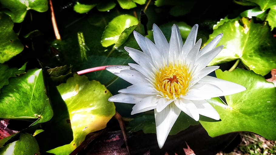 lotus, white, flower, flowering plant, growth, freshness, fragility HD wallpaper