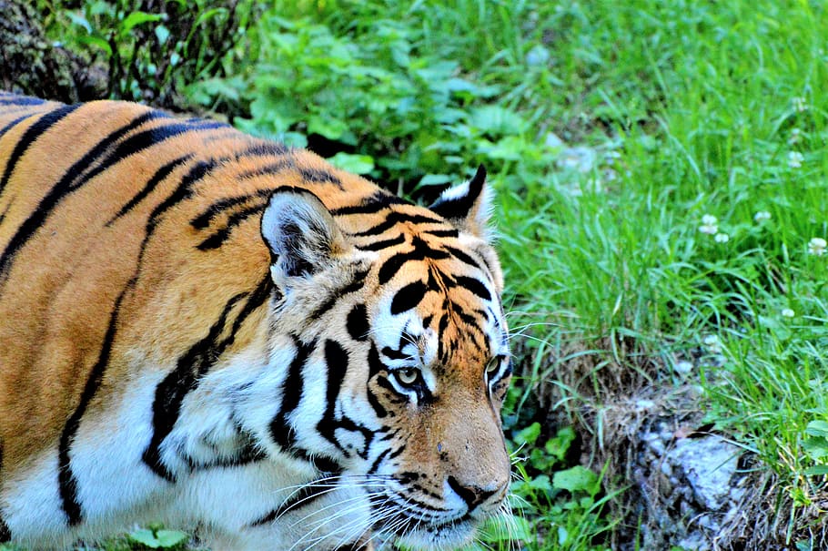 tiger, big cat, predator, tiergarten, zoo, tierpark hellabrunn HD wallpaper