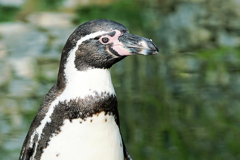 selective focus photography of magellanic penguin, bird, animal, HD wallpaper