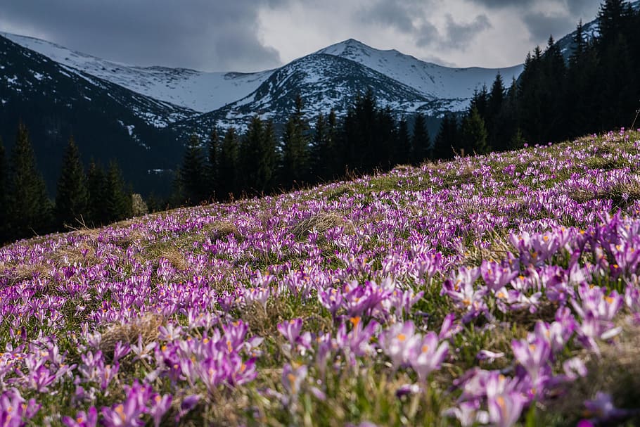 pink flower field at daytime, untitled, purple, white, flowers HD wallpaper