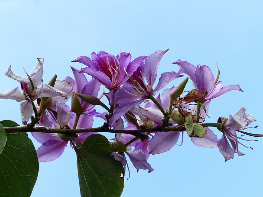 flowers, pink, tree, bauhinie, bauhinia, orchid tree, legume, HD wallpaper