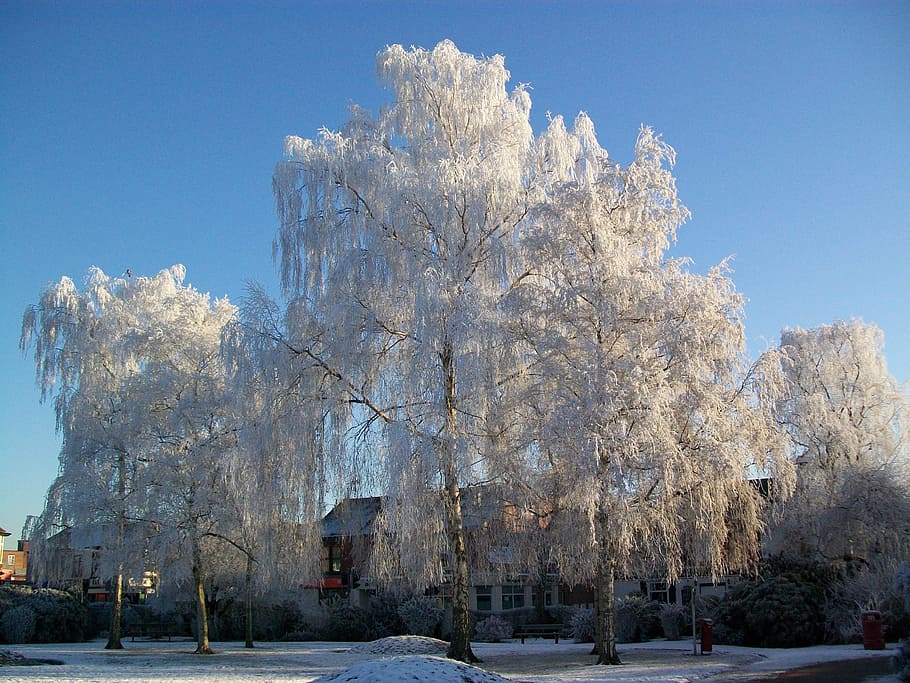 winter, trees, frost, cold, snow, cold temperature, plant, nature HD wallpaper