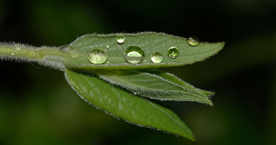 Nature, Water, Leaf, rain, green color, one animal, drop, plant part HD wallpaper