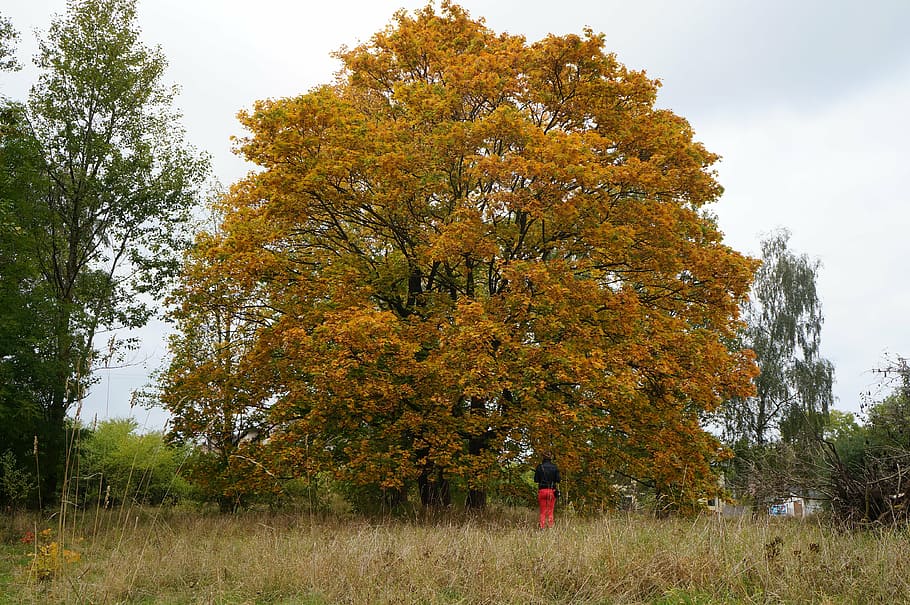 tree, nature, poland, foliage, quiet, park, beauty, landscape HD wallpaper