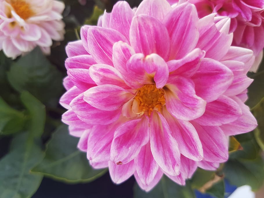 flower, sun, pink, flowering plant, petal, vulnerability, fragility HD wallpaper