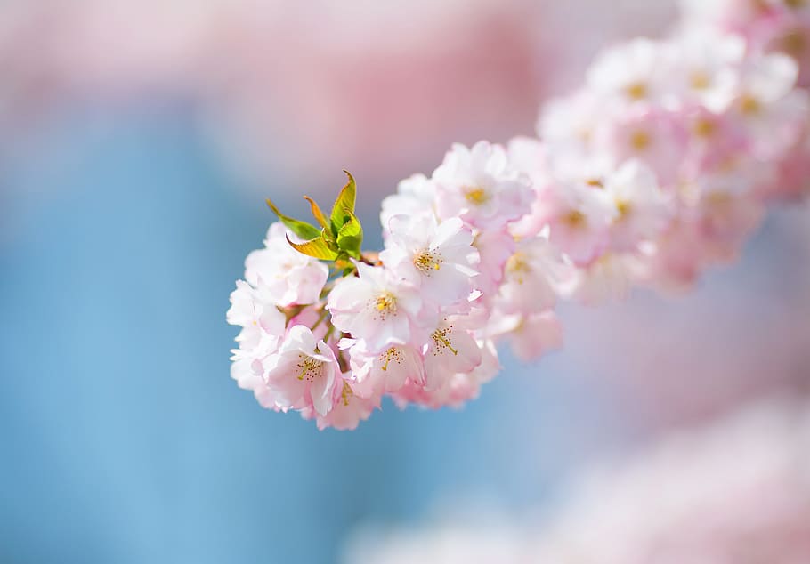 Cherry Blossom flowers, bloom, branch, tree, spring, pink, bush HD wallpaper