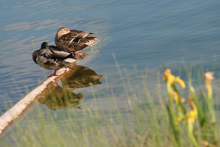 ducks, couple, sleep, rest, water, mirroring, lake, landscape HD wallpaper