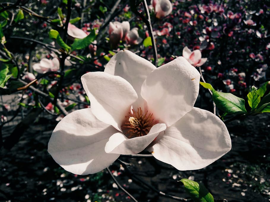 flower, magnolia, bloom, spring, tree, branch, sun, sky, nature HD wallpaper