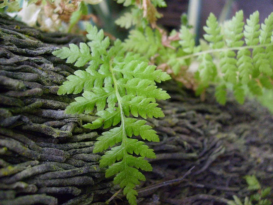 Ferns, Leaves, Bark, Trees, Plants, flora, foliage, greens HD wallpaper