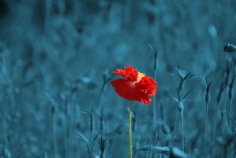 selective color photography of red flower, poppy, papaver, meadow, HD wallpaper