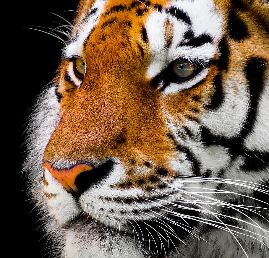 shallow photo of a tiger, animal, cat, amurtiger, predator, dangerous, HD wallpaper