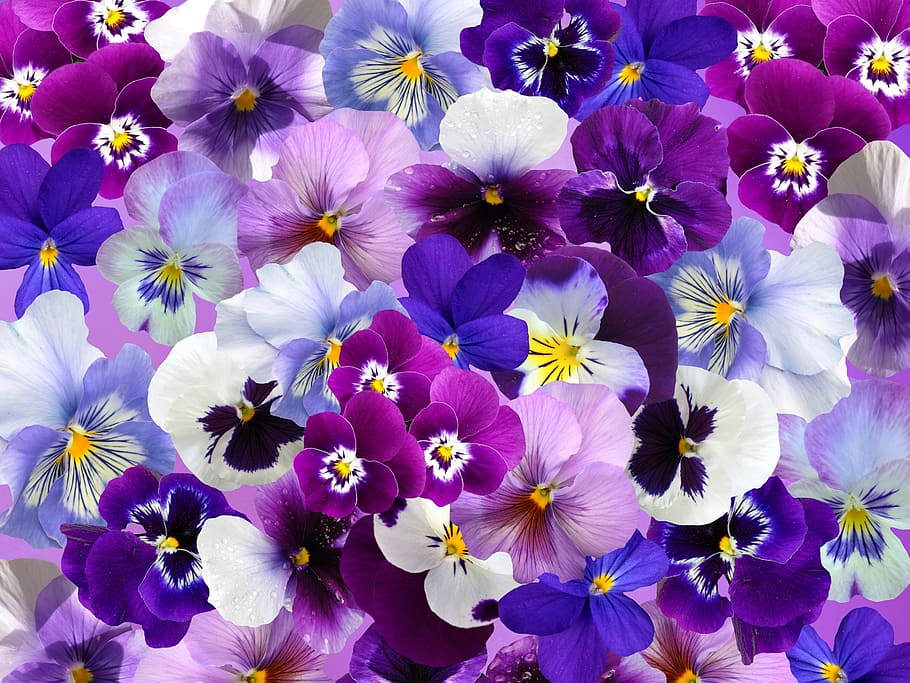 pink, white, and purple flowers, graphic, pansy, easter, spring HD wallpaper