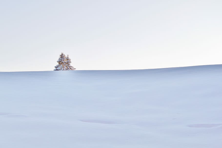 pine tree on snowfield, winter, wintry, winter dream, snowed in, HD wallpaper