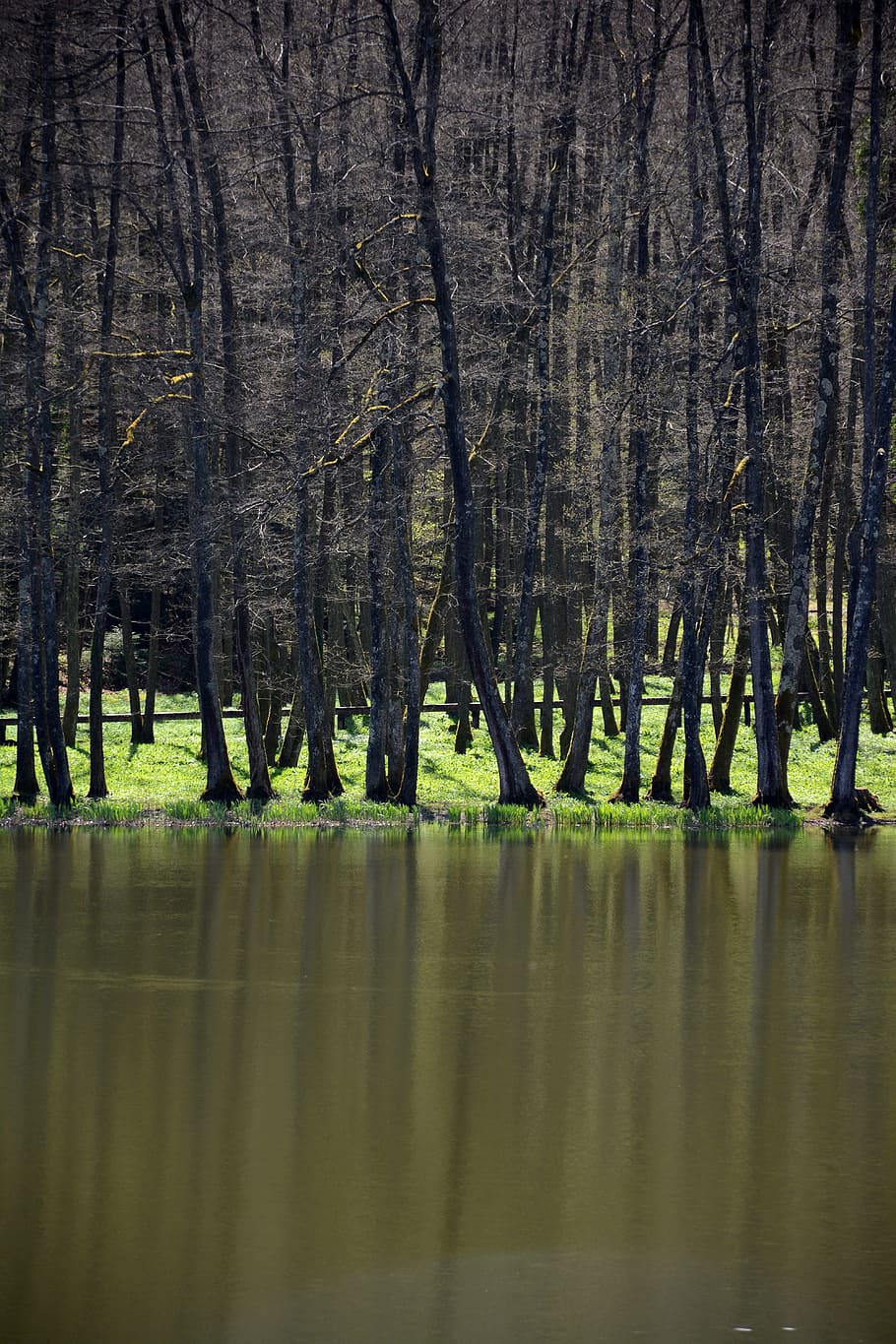 Forest, Trees, Water, Landscape, forest trees, wood, reflection HD wallpaper