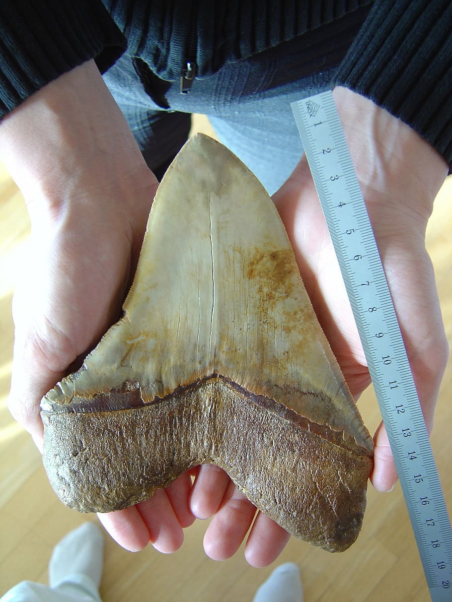 fossilized tooth, megalodon, giant shark, carcharodon megalodon species