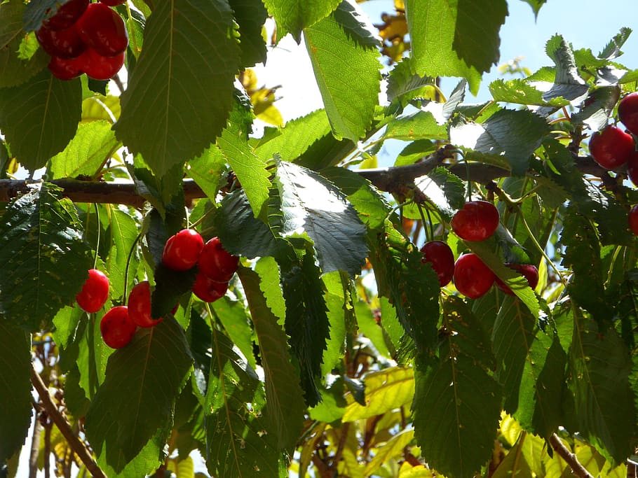 Cherries, Fruit, Sweet, Food, red, cherry, nature, leaf, ripe