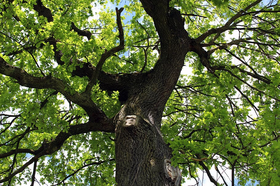 tree, nature, leaf, wood, plant, tree trunk, low angle view HD wallpaper
